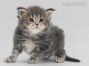Caro of Maine Coon Castle 4 Woche alt, 580g