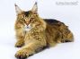 Cobe of Maine Coon Castle 9 Monate alt