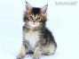 Cobe of Maine Coon Castle 6 Woche alt, 890g