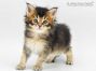 Cobe of Maine Coon Castle 5 Woche alt, 631g