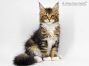 Cyrus of Maine Coon Castle 12 Woche alt, 2065g