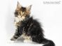 Cyrus of Maine Coon Castle 8 Woche alt, 1130g