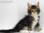 Cyrus of Maine Coon Castle 7 Woche alt, 1020g