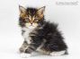 Cyrus of Maine Coon Castle 5 Woche alt, 591g