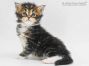 Cyrus of Maine Coon Castle 4 Woche alt, 563g