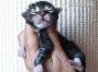 Cyrus of Maine Coon Castle 1 Tag alt