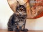 Darky of Maine Coon Castle 16 Wochen alt, 2530g