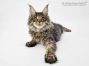 Darky of Maine Coon Castle 15 Wochen alt