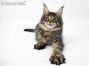 Darky of Maine Coon Castle 13 Wochen alt, 2185g