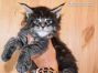 Darky of Maine Coon Castle 5 Wochen alt