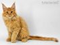 Dave of Maine Coon Castle 15 Wochen alt