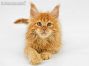 Dave of Maine Coon Castle 8 Wochen alt, 1415g