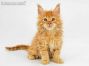 Dave of Maine Coon Castle 8 Wochen alt, 1415g