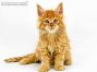 Dave of Maine Coon Castle 7 Wochen alt, 1130g