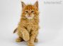 Dave of Maine Coon Castle 6 Wochen alt, 965g