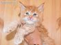 Dave of Maine Coon Castle 5 Wochen alt