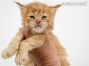 Dave of Maine Coon Castle 4 Wochen alt, 665g