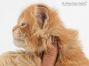 Dave of Maine Coon Castle 3 Wochen alt, 571g