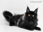 Debby of Maine Coon Castle 18 Wochen alt, 2800g