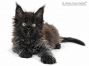 Debby of Maine Coon Castle 7 Wochen alt, 810g