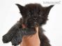 Debby of Maine Coon Castle 4 Wochen alt, 537g