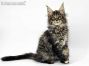 Donna of Maine Coon Castle 13 Wochen alt, 1725g