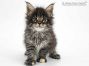 Donna of Maine Coon Castle 6 Wochen alt, 799g