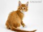 Edgar of Maine Coon Castle 9 Wochen alt, 2010g