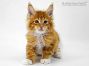 Edgar of Maine Coon Castle 8 Wochen alt, 1555g