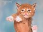 Edgar of Maine Coon Castle 4 Wochen alt, 636g