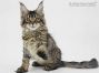 Elea of Maine Coon Castle 16 Wochen alt, 2795g