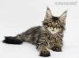 Elea of Maine Coon Castle 14 Wochen alt, 2180g