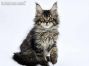 Elea of Maine Coon Castle 11 Wochen alt, 1830g