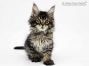 Elea of Maine Coon Castle 9 Wochen alt, 1530g