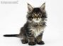 Elea of Maine Coon Castle 7 Wochen alt, 930g