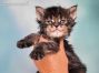 Elea of Maine Coon Castle 4 Wochen alt, 503g