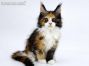 Elena of Maine Coon Castle 11 Wochen alt, 1880g