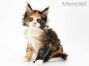 Elena of Maine Coon Castle 7 Wochen alt, 1075g