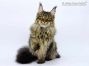 Ella of Maine Coon Castle 7,5 Monate alt