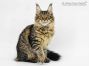 Ella of Maine Coon Castle 20 Wochen alt, 2995g