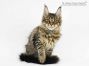 Ella of Maine Coon Castle 16 Wochen alt, 2400g