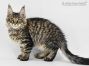 Ella of Maine Coon Castle 14 Wochen alt, 2024g