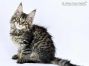 Ella of Maine Coon Castle 11 Wochen alt, 1610g