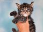 Ella of Maine Coon Castle 4 Wochen alt, 540g