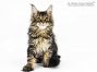 Enno of Maine Coon Castle 15 Wochen alt, 2590g