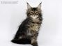 Enno of Maine Coon Castle 11 Wochen alt, 1820g