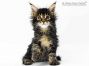 Enno of Maine Coon Castle 7 Wochen alt, 1045g