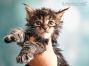 Enno of Maine Coon Castle 5 Wochen alt, 681g