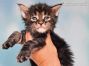 Enno of Maine Coon Castle 4 Wochen alt, 568g