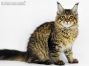 Evi of Maine Coon Castle 16 Wochen alt, 2715g